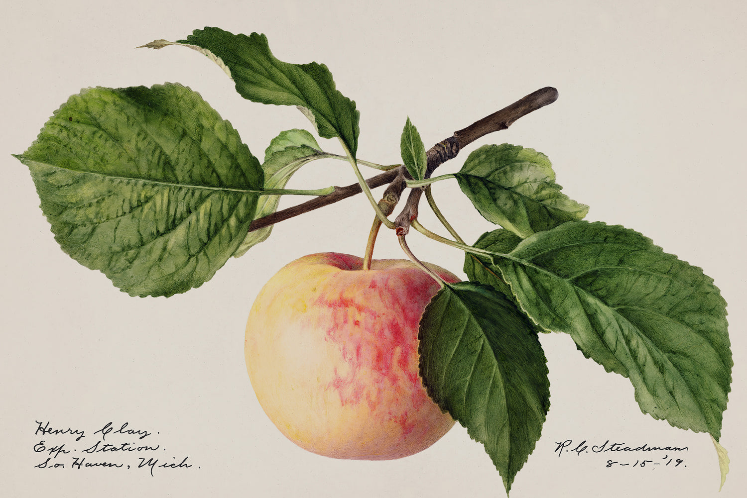 Fruits and Food