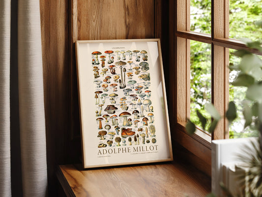 Adolphe Millot Poster, Vintage Mushrooms Champignons Print