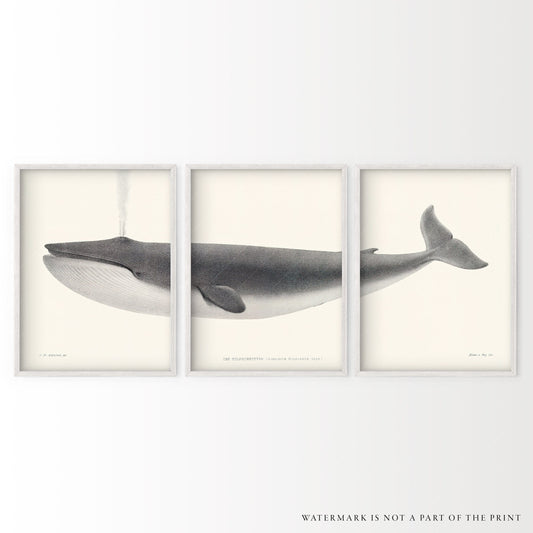 3 Piece wall art, Vintage Whale Poster, Humpback print, Nautical Decor