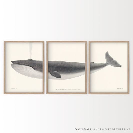 3 Piece wall art, Vintage Whale Poster, Humpback print, Nautical Decor