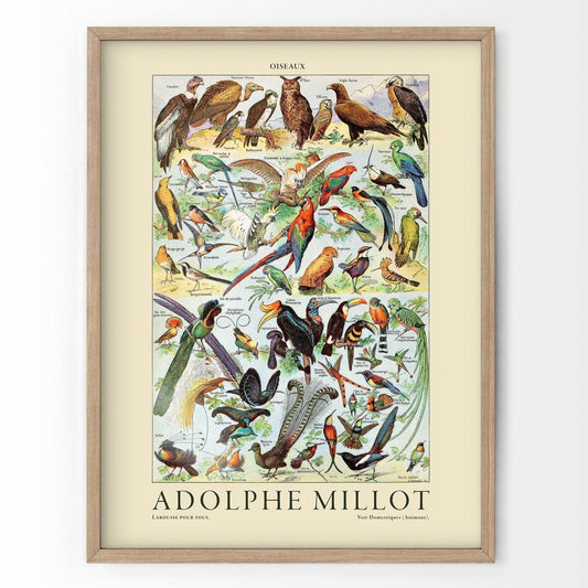 Adolphe Millot Poster, Vintage Birds Illustration Prints