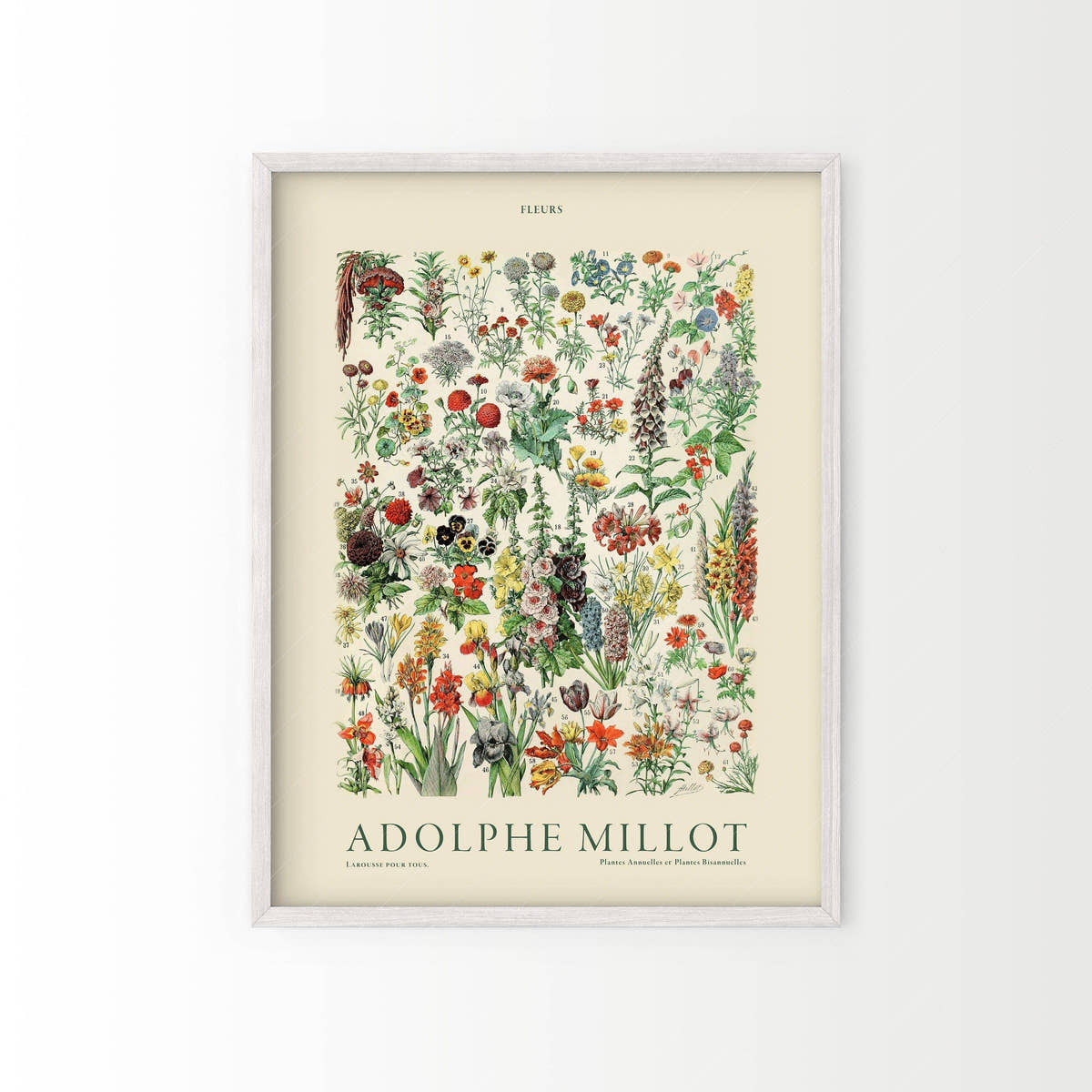 Adolphe Millot Poster, Vintage Floral Illustration Prints