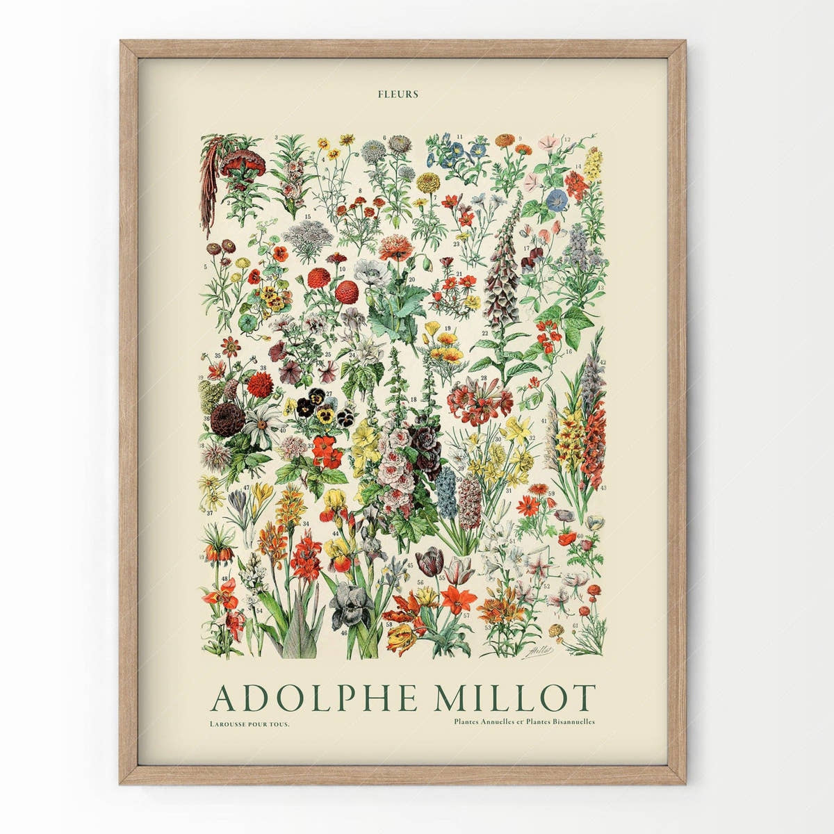 Adolphe Millot Poster, Vintage Floral Illustration Prints