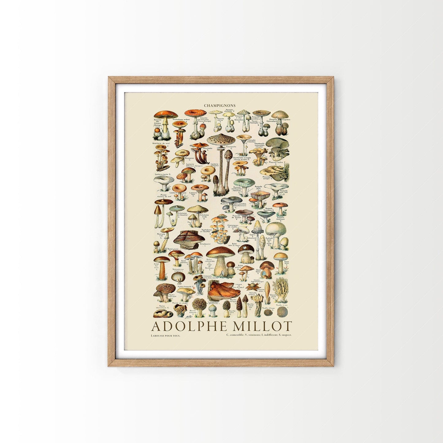 Adolphe Millot Poster, Vintage Mushrooms Champignons Print