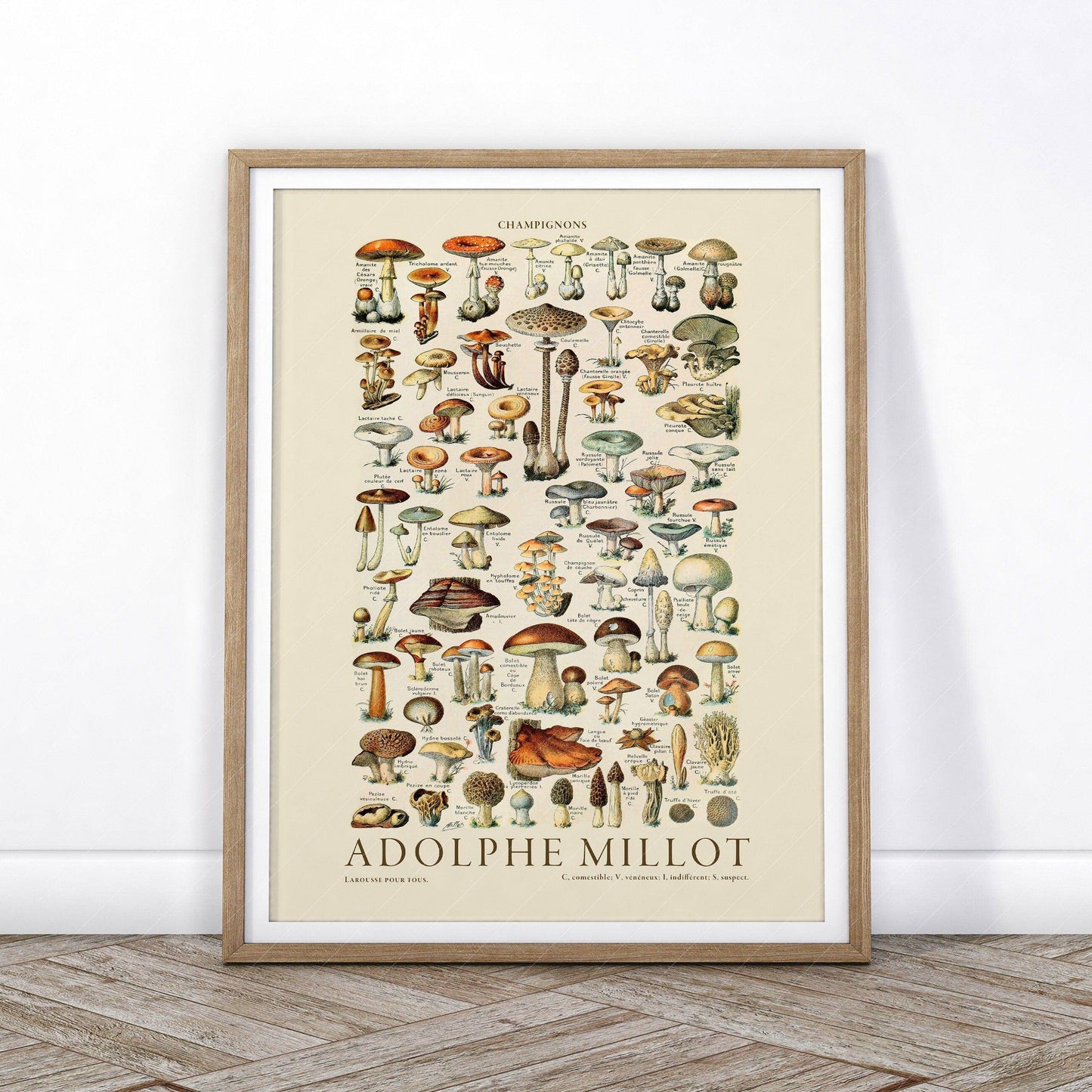 Adolphe Millot Poster, Vintage Mushrooms Champignons Print