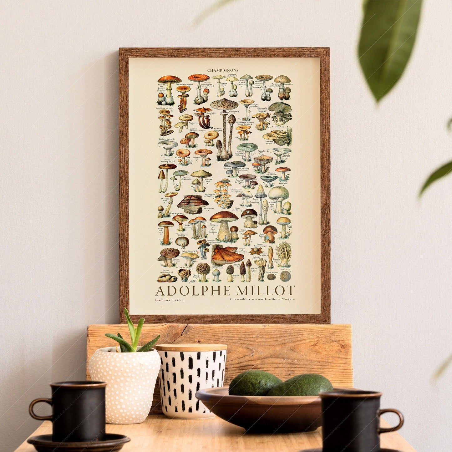 Adolphe Millot Poster, Vintage Mushrooms Champignons Print