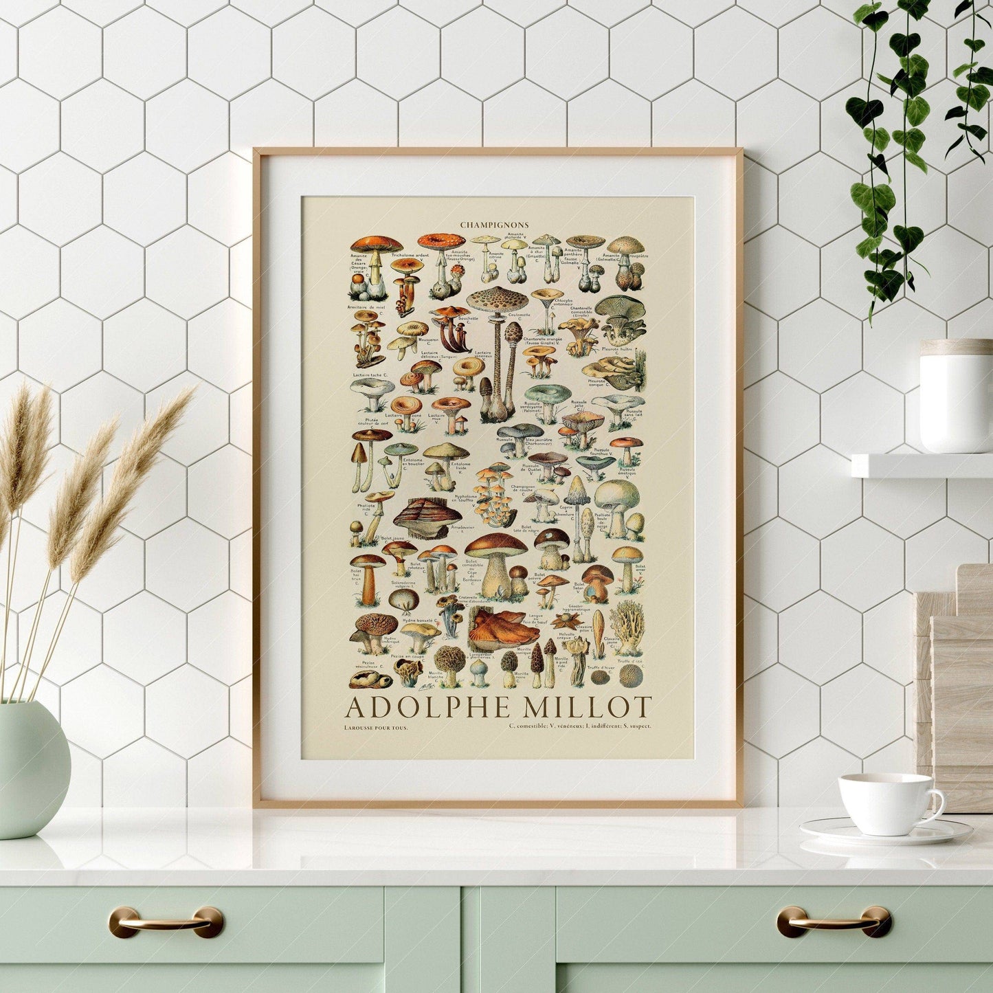 Adolphe Millot Poster, Vintage Mushrooms Champignons Print