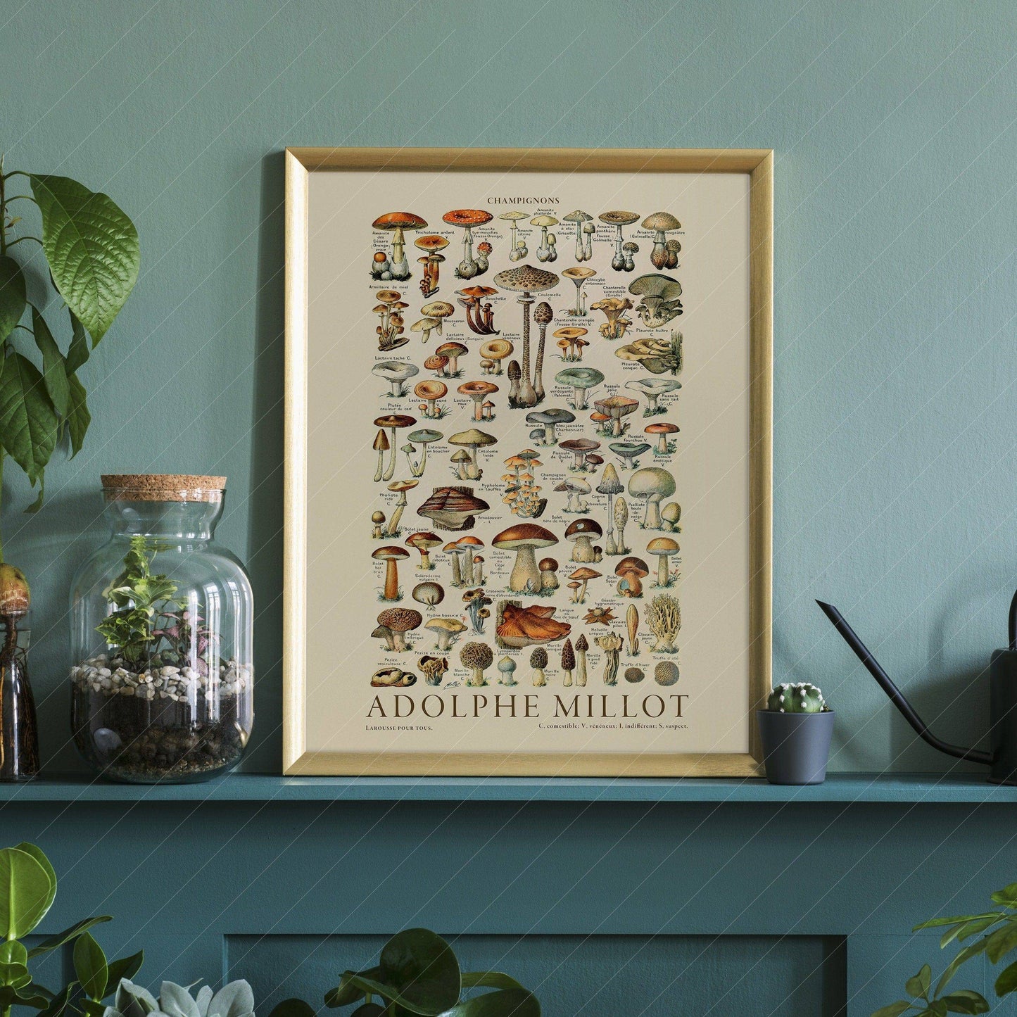 Adolphe Millot Poster, Vintage Mushrooms Champignons Print