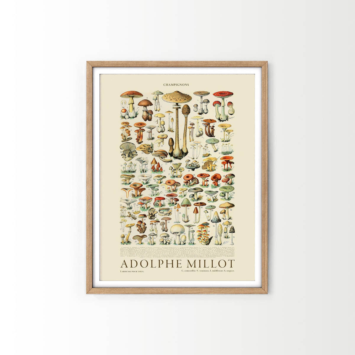 Adolphe Millot Poster, Vintage Mushrooms Illustration Prints