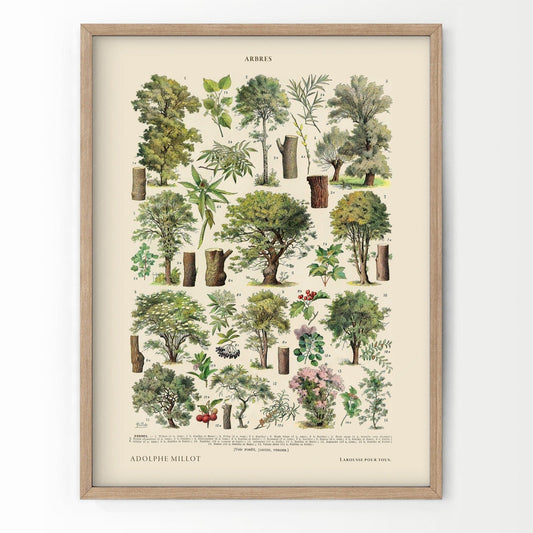 Adolphe Millot Poster, Vintage Trees Illustration Print