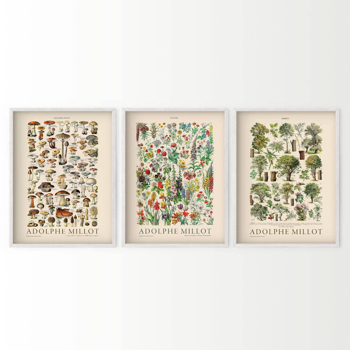 Adolphe Millot, Set of 3 Botanical Prints, Flowers, Trees, and Mushrooms
