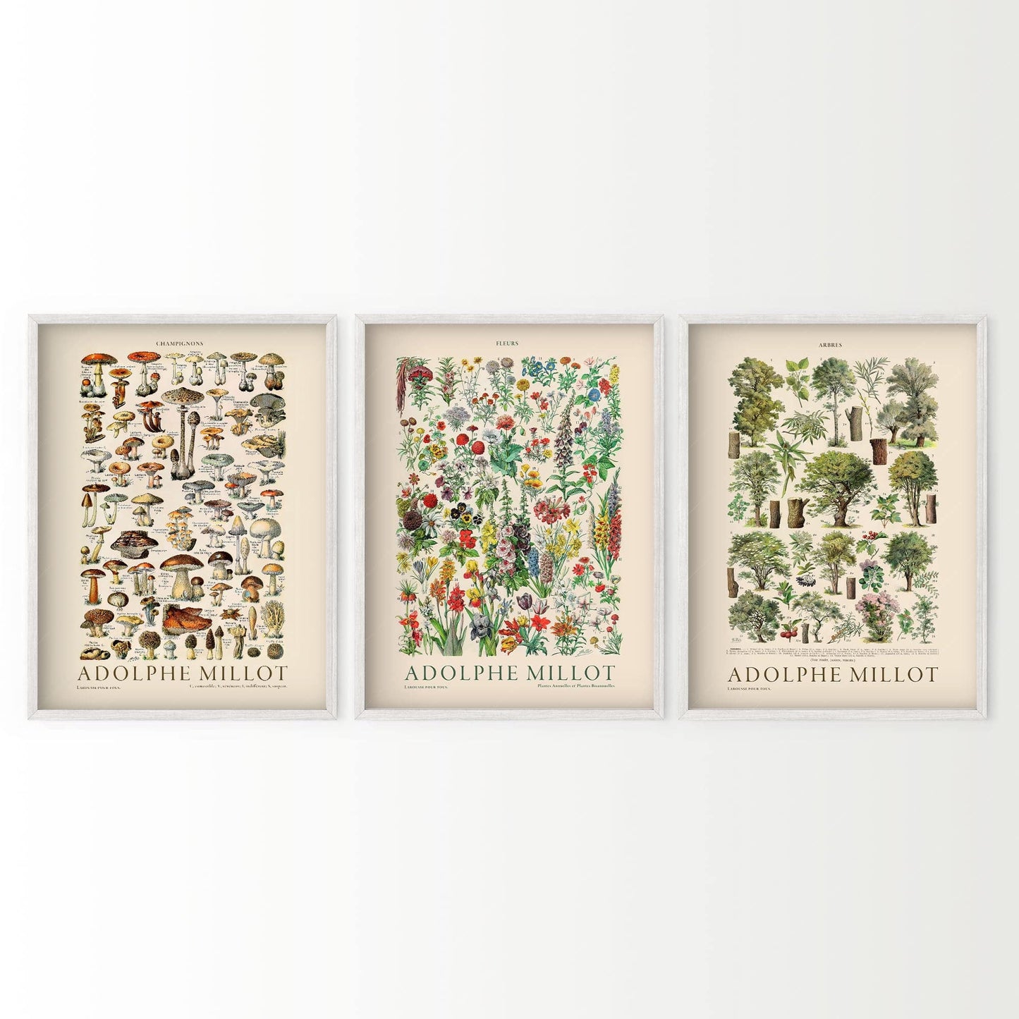 Gallery wall featuring Adolphe Millot Botanical Print Set of 3 fine art print