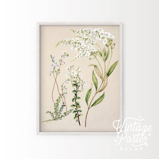 Antique Flower Print, Floral Wall Art