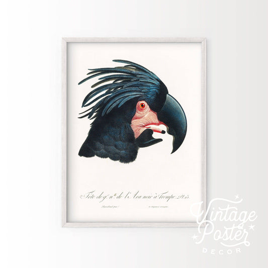 Black Cockatoo Print, Parrot Wall Art, Vintage Bird Poster