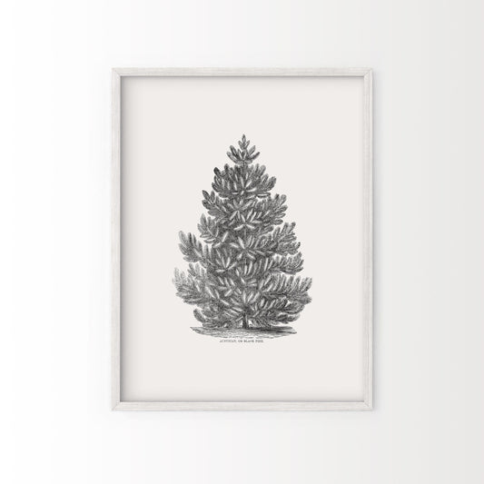 Black Pine Tree, Christmas Wall Decor, Forest Poster, Norway Spruce