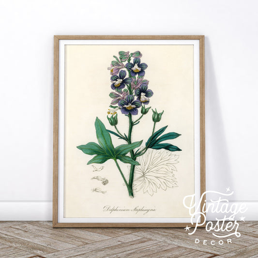 Botanical Floral Art Print, Vintage Flower Poster