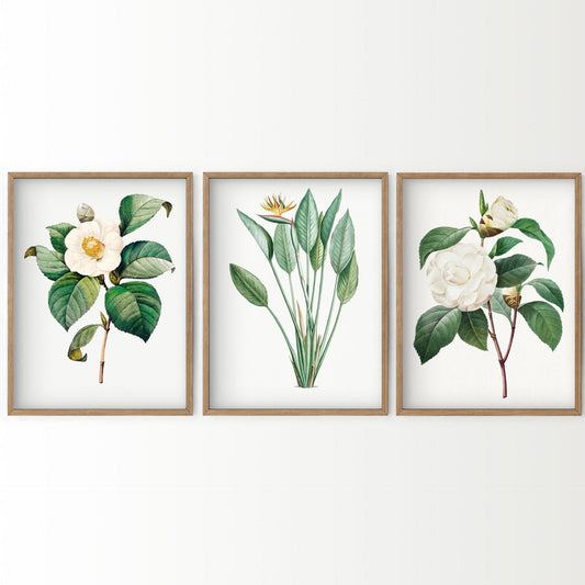 Botanical Gallery Wall Art Set wall art print displayed in a bright modern living room