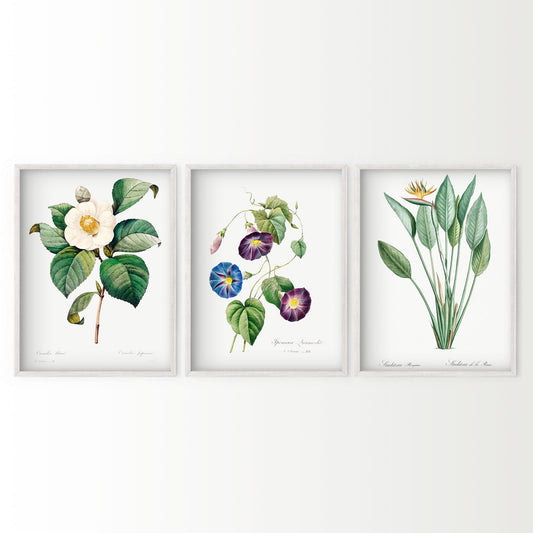 Botanical Gallery Wall Art, Set of 3 Prints, Antique Flower Paintings 04
