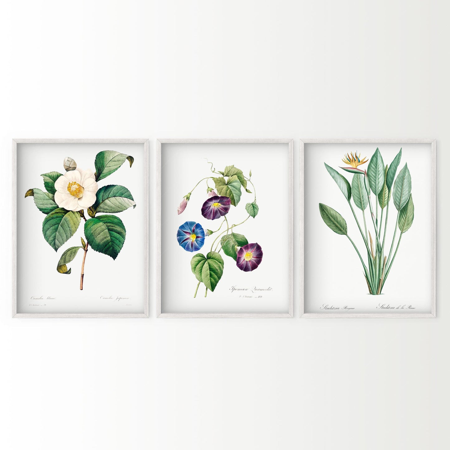 Close-up of Botanical Gallery Wall Art Set of 3 archival print on Premium Matte Paper