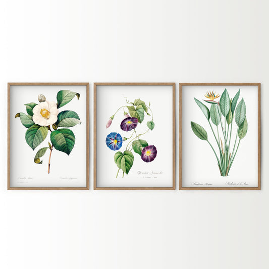 Botanical Gallery Wall Art Set of 3 wall art print displayed in a bright modern living room