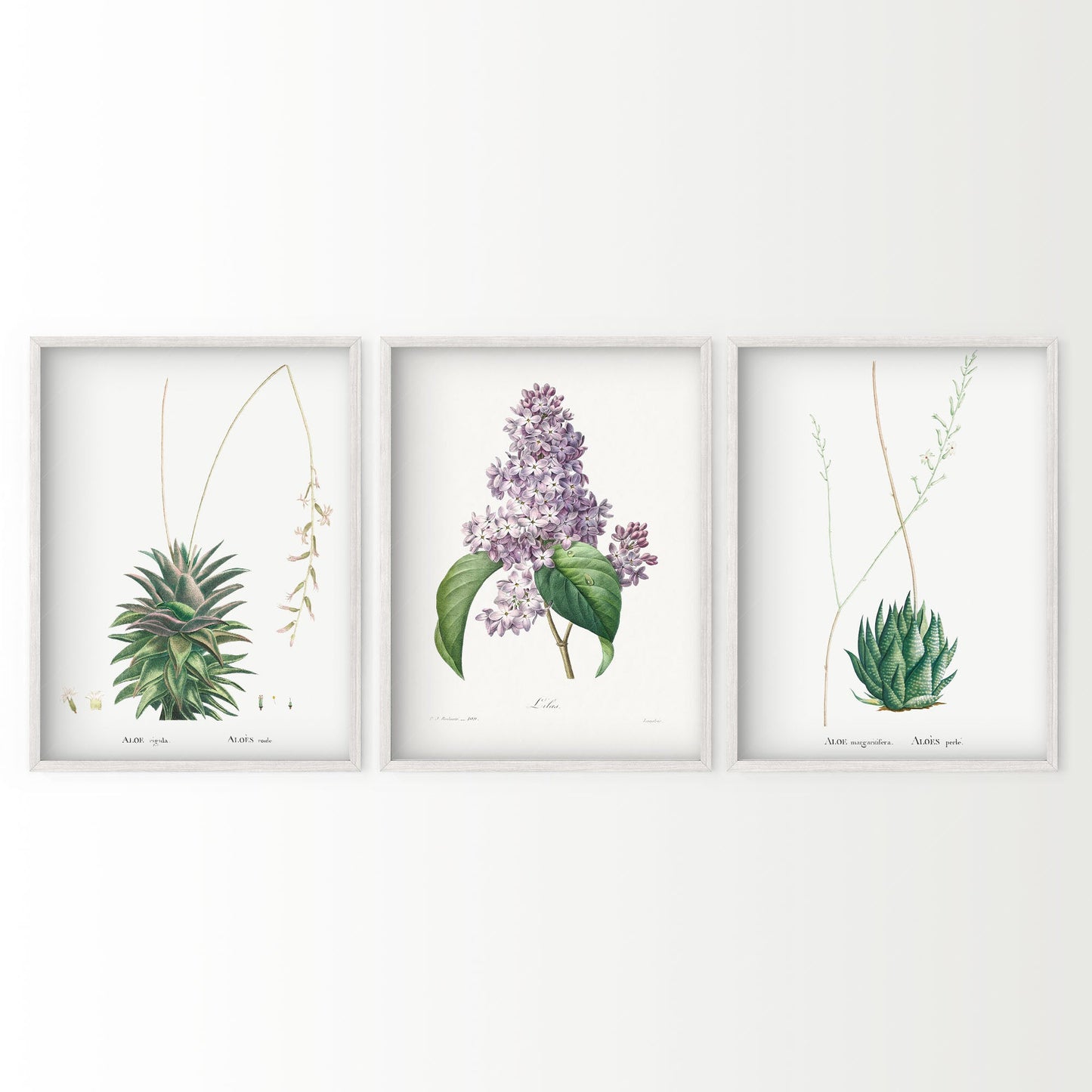 Botanical Gallery Wall Art, Set of 3 Prints, Antique Flowers Paintings 06