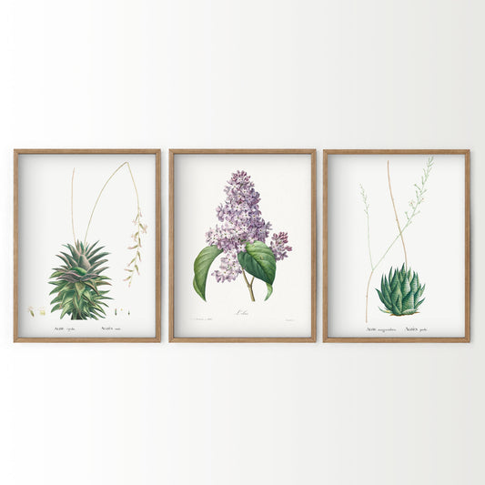 Botanical Gallery Wall Art Set of 3 wall art print displayed in a bright modern living room