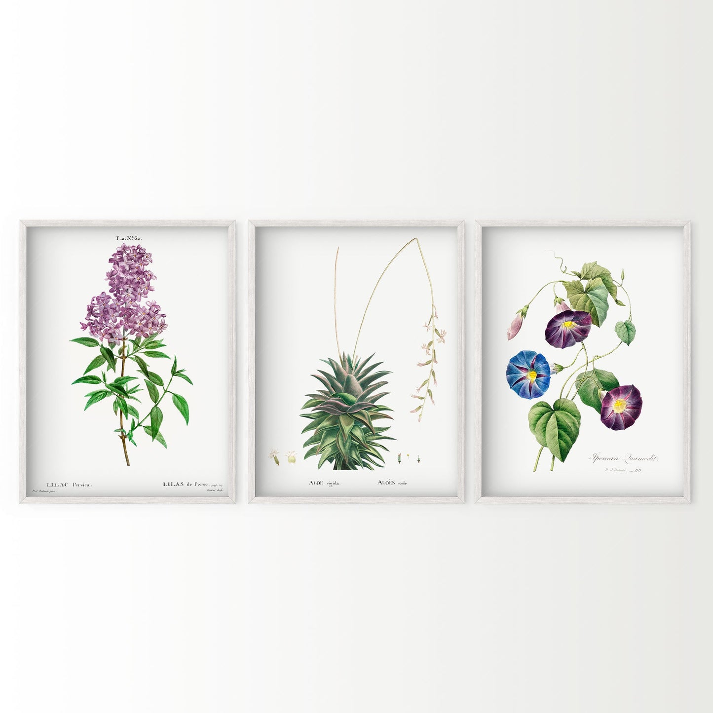 Botanical Gallery Wall Art, Set of 3 Prints, Antique Flowers Paintings 07