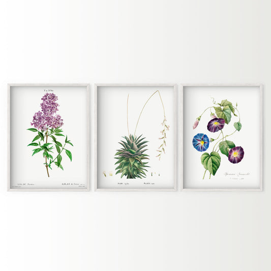 Botanical Gallery Wall Art, Set of 3 Prints, Antique Flowers Paintings 07
