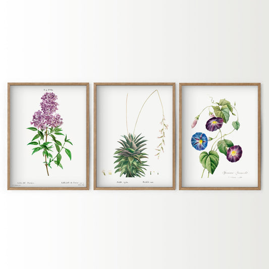 Botanical Gallery Wall Art Set of 3 wall art print displayed in a bright modern living room