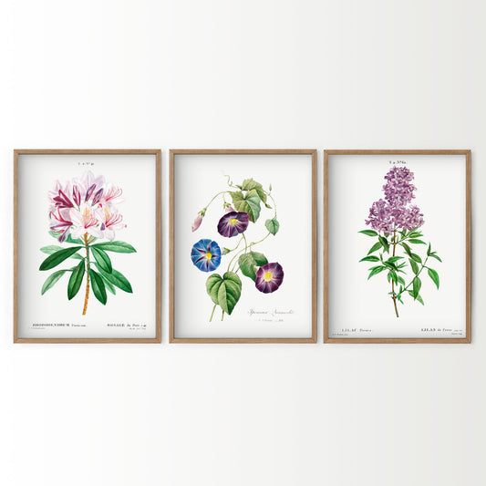 Vintage Botanical Print Set of 3 wall art print displayed in a bright modern living room