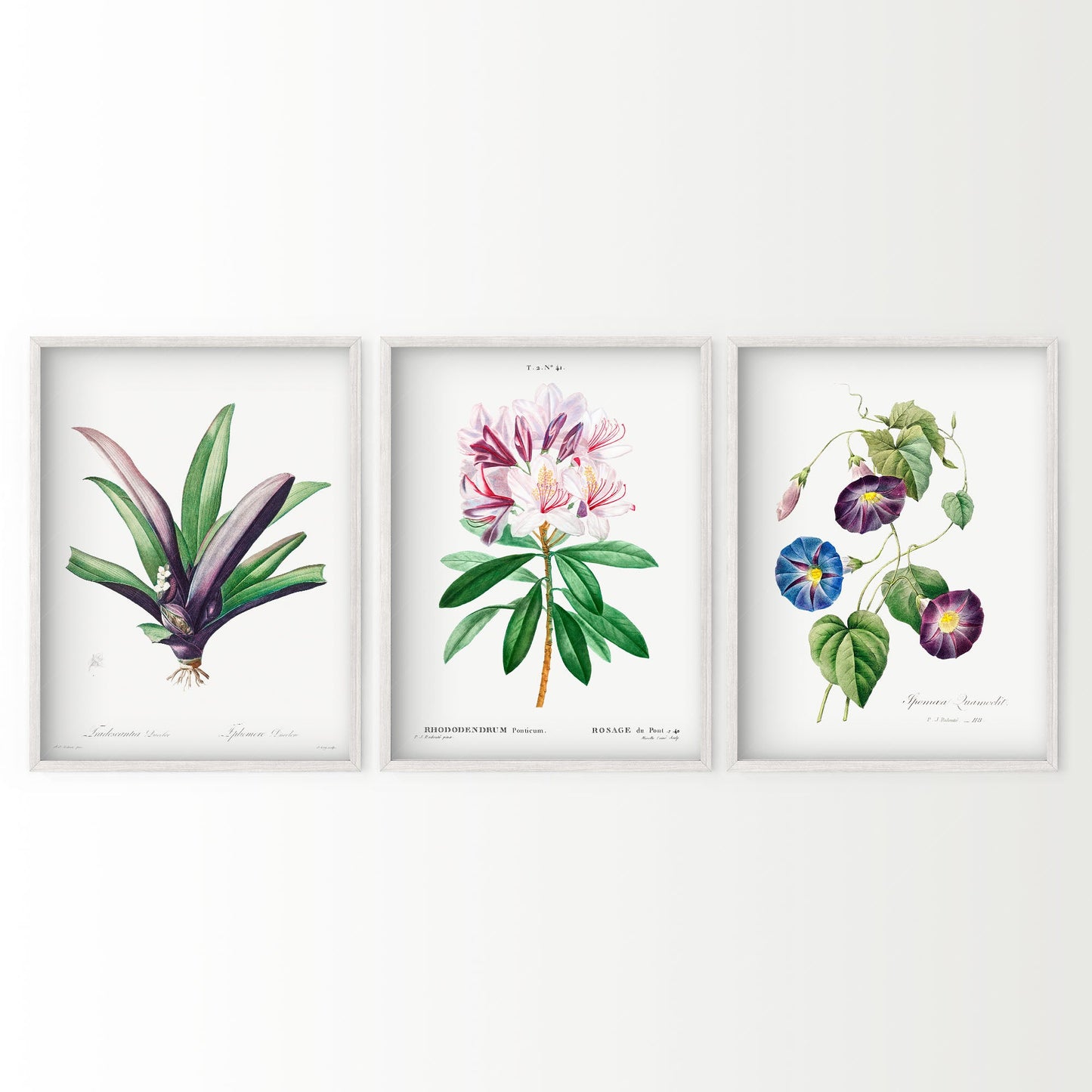 Botanical Gallery Wall Art, Set of 3 Prints, Antique Flowers Paintings 09