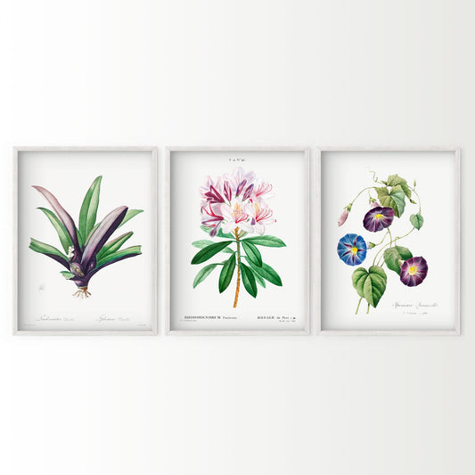 Botanical Gallery Wall Art, Set of 3 Prints, Antique Flowers Paintings 09