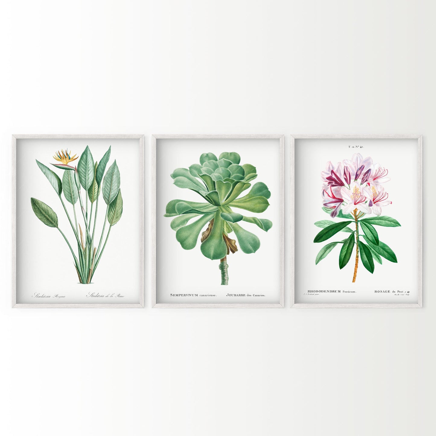 Botanical Gallery Wall Art, Set of 3 Prints, Antique Flowers Paintings 10