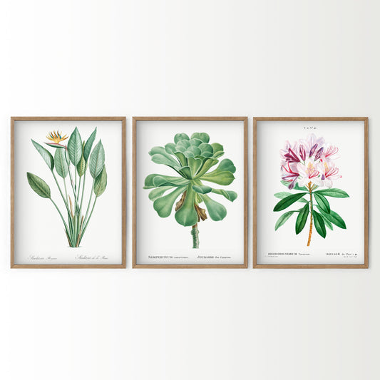 Vintage Botanical Gallery Wall Art Set wall art print displayed in a bright modern living room