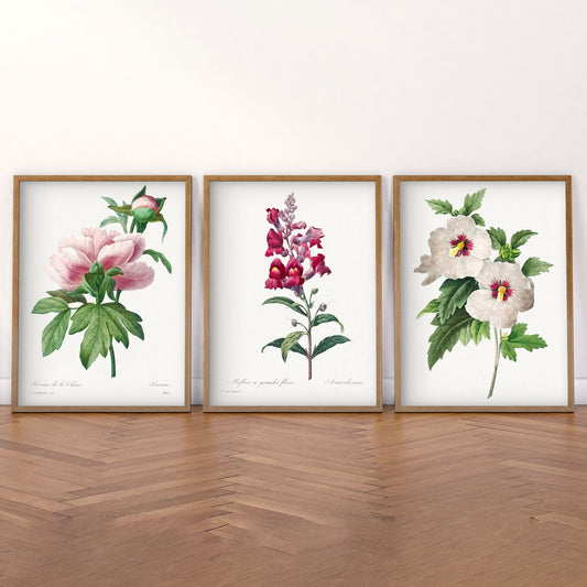 Vintage Botanical Art Print Set of 3 wall art print displayed in a bright modern living room