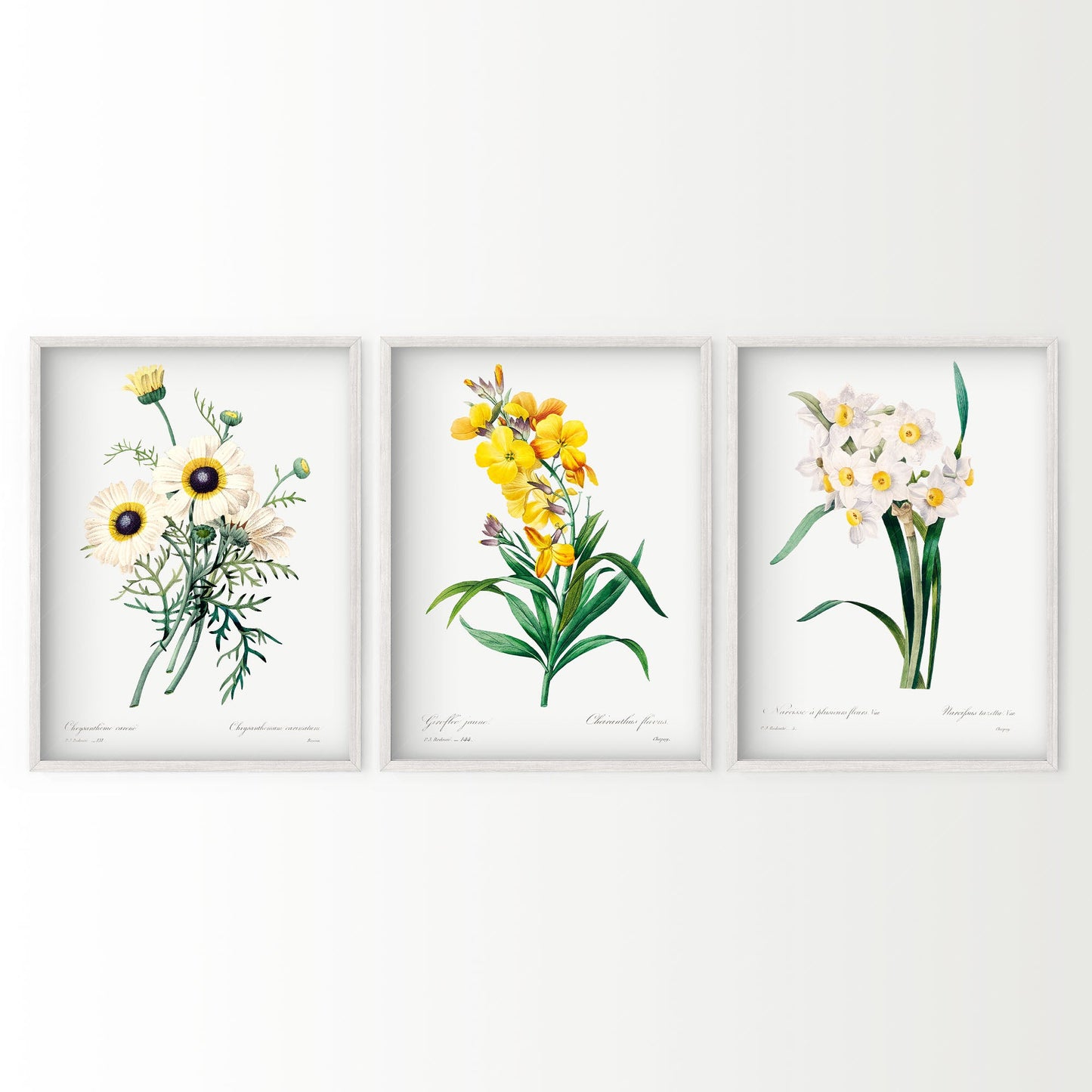 Botanical Gallery Wall, Set of 3 Prints, Antique Flower Paintings 02