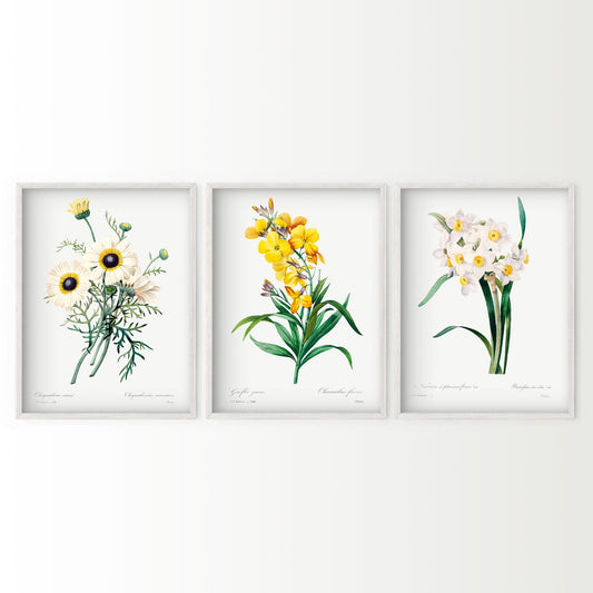 Botanical Gallery Wall, Set of 3 Prints, Antique Flower Paintings 02