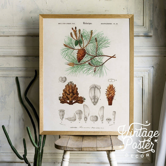 Botanical poster, Pine tree wall art, Vintage Pine Cone print