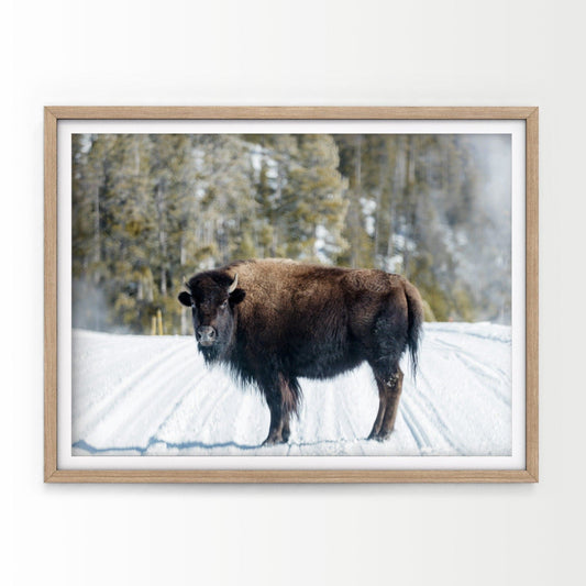 Buffalo Print, Bison Photography, Winter landscape Poster