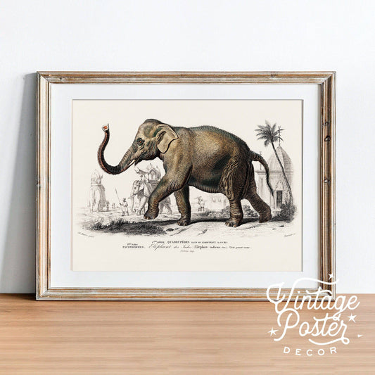 Elephant Print, Vintage Animal Poster, Animal Print, Nursery Animals, Charles Dessalines, Vintage Elephant Wall Art, High Quality Paper