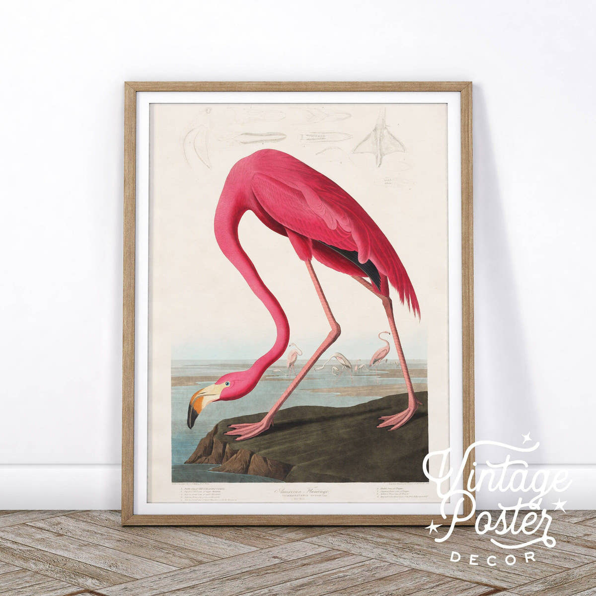 Flamingo Print by John Audubon, Antique Bird Painting