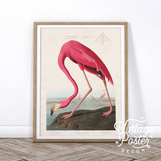 Flamingo Print by John Audubon, Antique Bird Painting