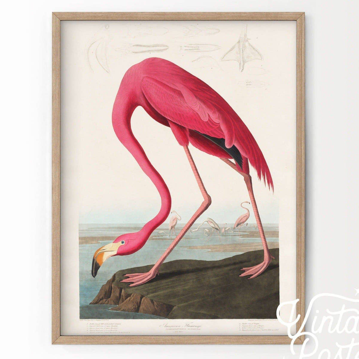 Flamingo Print by John Audubon, Antique Bird Painting
