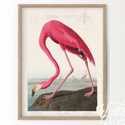 Flamingo Print by John Audubon, Antique Bird Painting