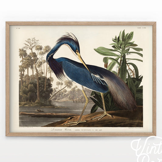 John James Audubon, Birds of America Series, Fine Art Print