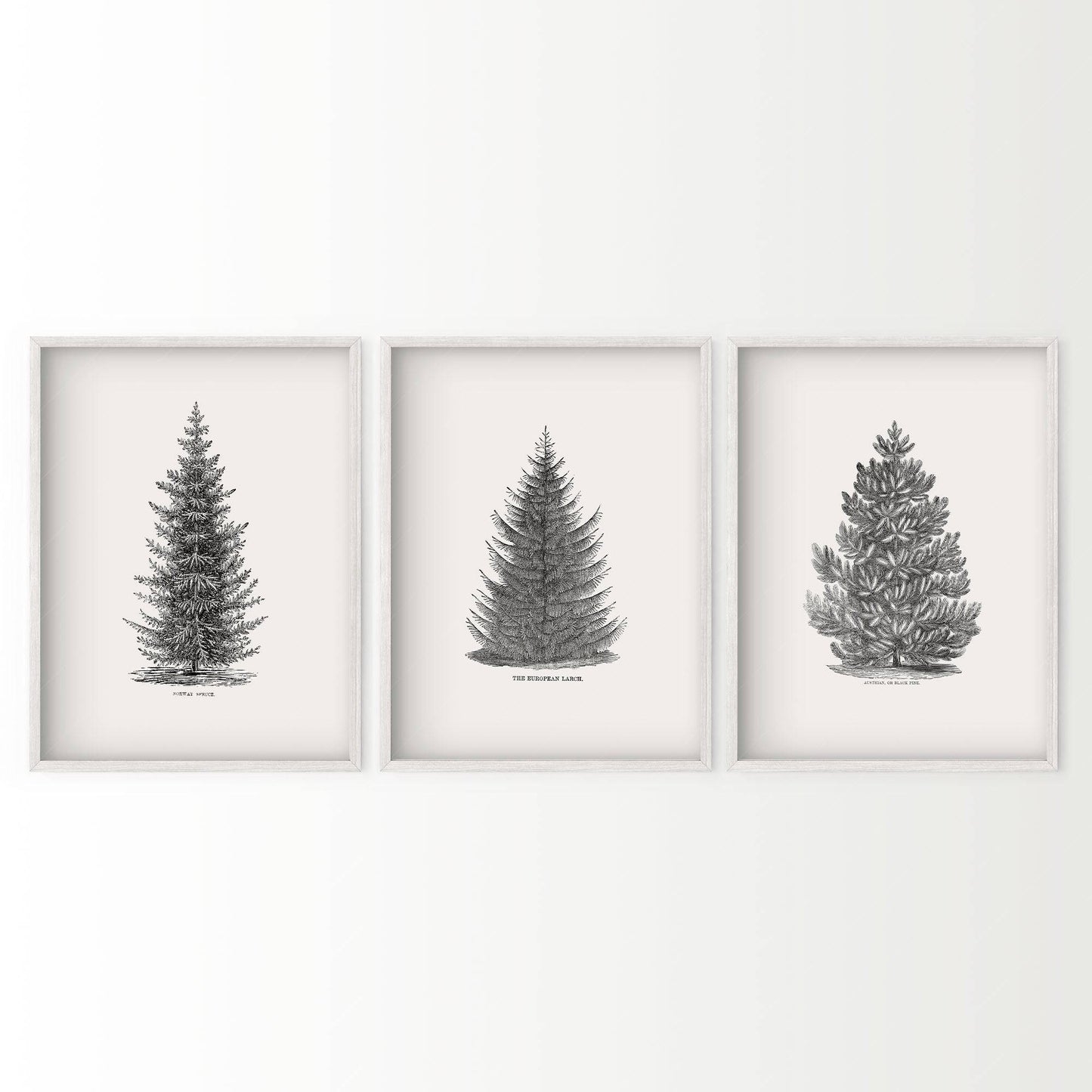 Norway Spruce Trees Wall Art, Set of 3 Prints