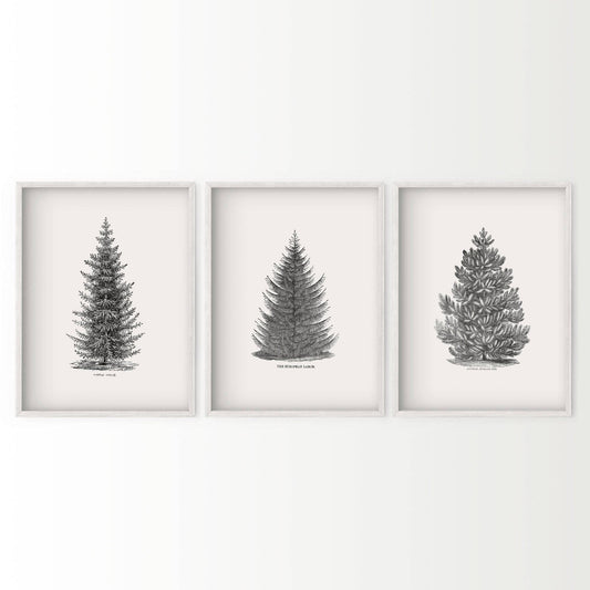 Norway Spruce Trees Wall Art, Set of 3 Prints