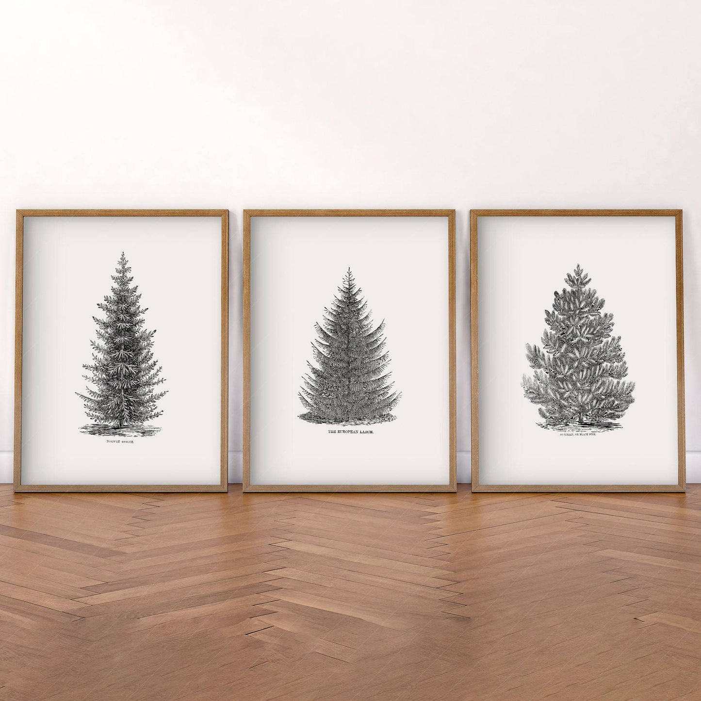 Norway Spruce Trees Wall Art, Set of 3 Prints