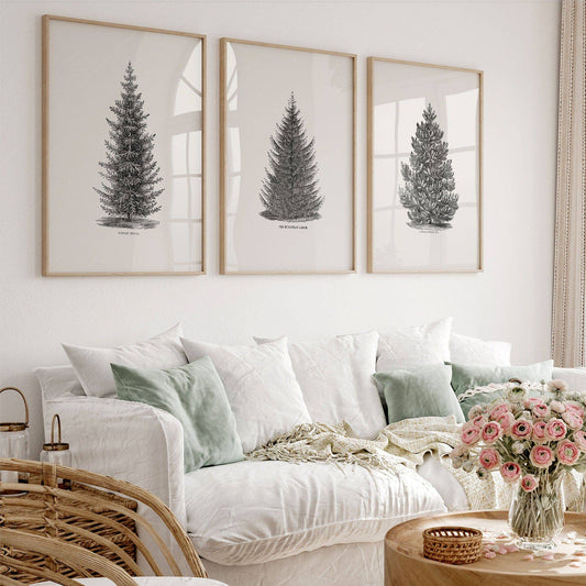 Set of three vintage botanical Norway spruce tree art prints displayed as wall art in a living room.