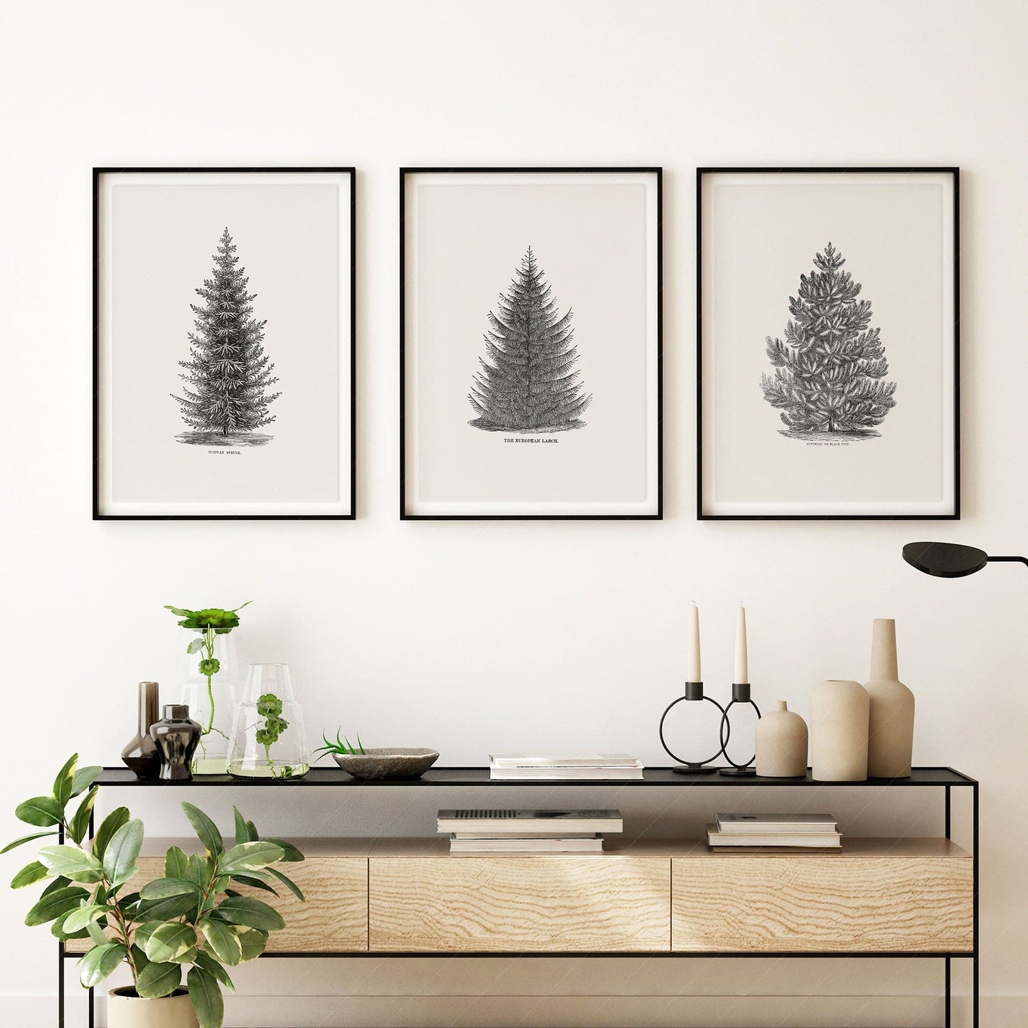 Norway Spruce Trees Wall Art, Set of 3 Prints